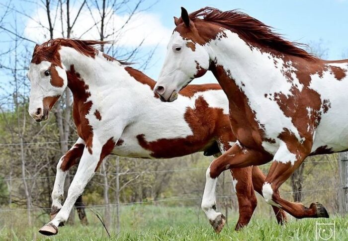 All The Pretty Little Horses