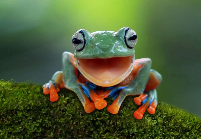 What a Wonderful Bird the Frog Are